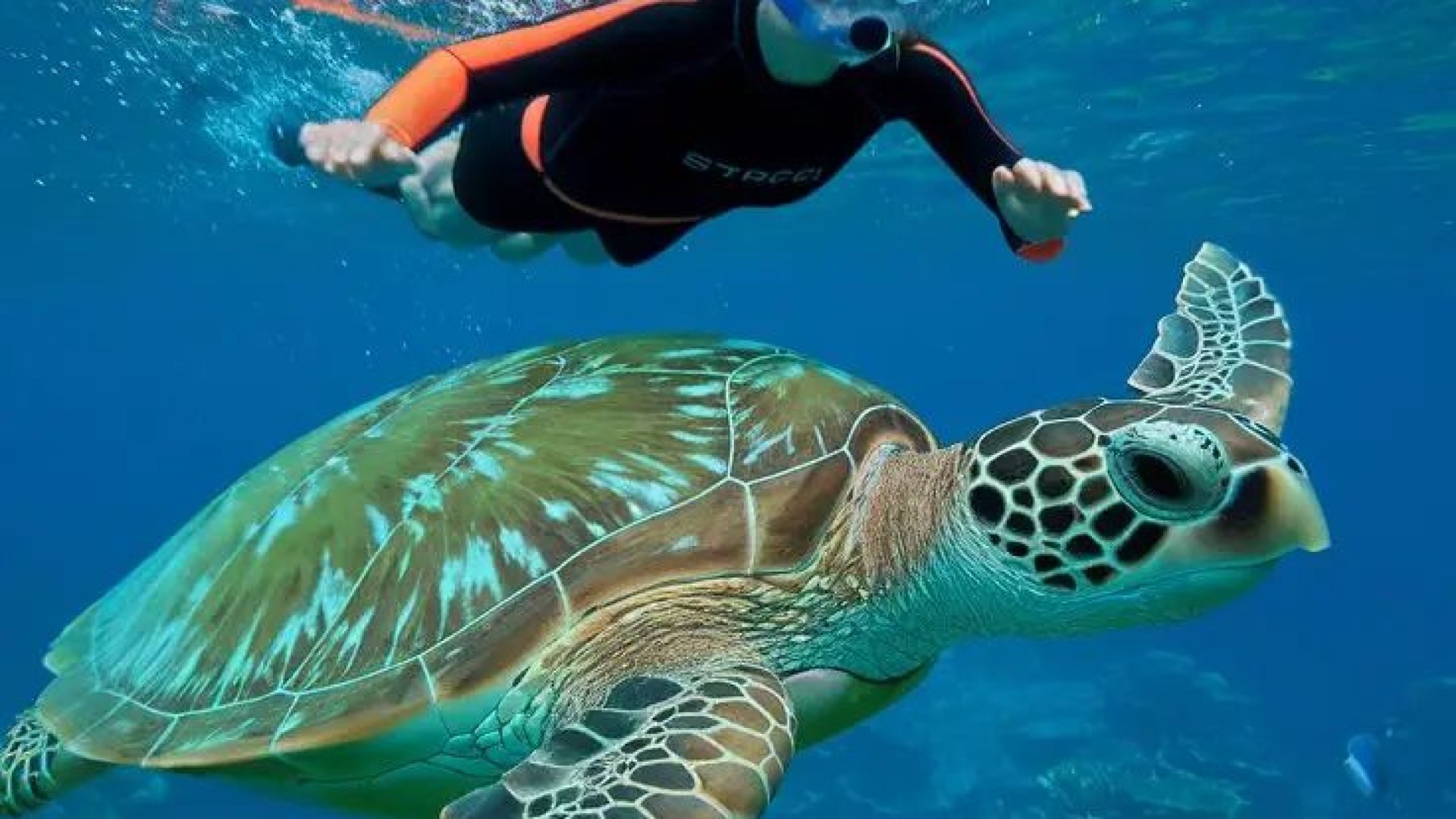 Pulau Bangkaru Turtle Sanctuary Tour